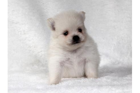 成約済の大阪府のポメラニアン-83024の3枚目